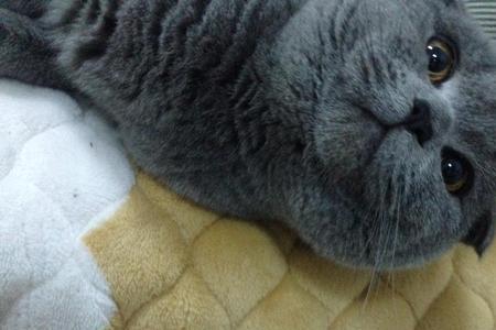 英短蓝猫挂霜是什么意思
