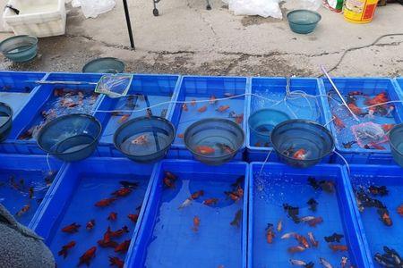 地摊卖鱼都需要什么