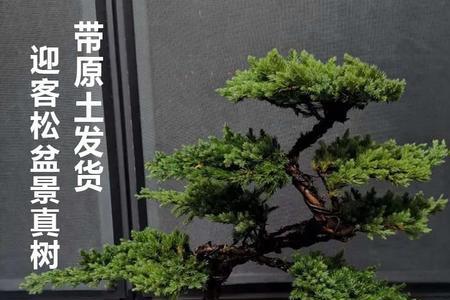 适合盆栽的植物