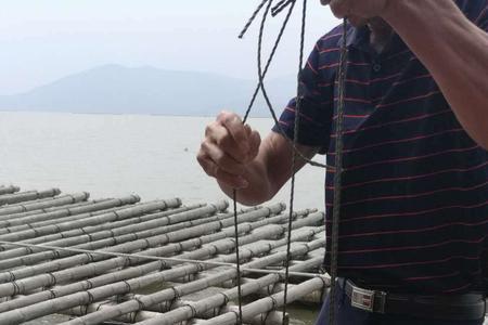 生蚝和鲜贝怎么养
