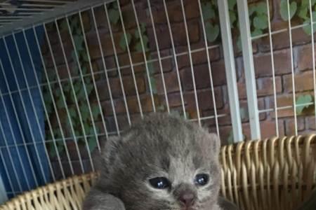 蓝猫毛色发红怎么回事