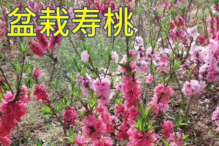 桃花在墙内只待一人栽什么意思