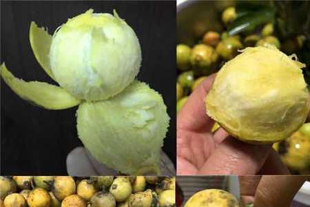 竹节子人工育苗方法