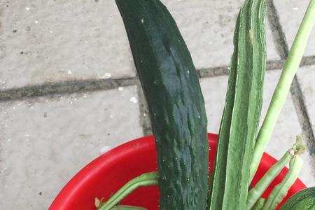 黄瓜嫁接丝瓜好不好