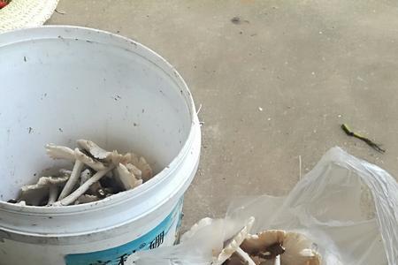 鸡纵菌肥料的配治方法