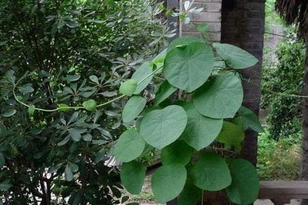 山乌龟种植花盆底部没孔可以吗