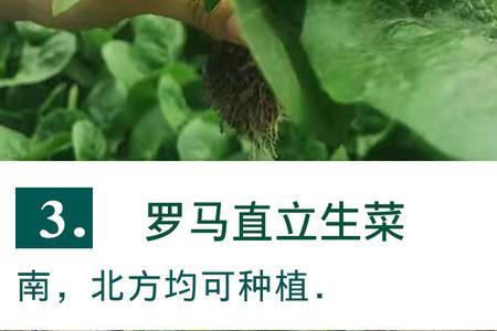 夏天可以种罗马生菜吗
