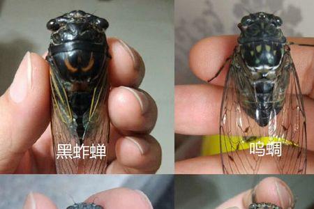 江南常见蝉种类