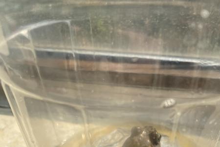 林蛙烫死后怎么保存