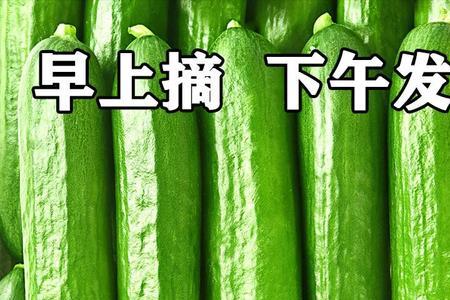刺黄瓜和本地黄瓜哪个更好吃