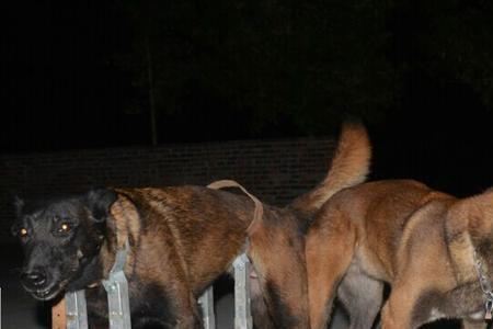 马犬白胸什么品种
