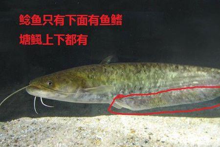 鲶鱼不死技巧