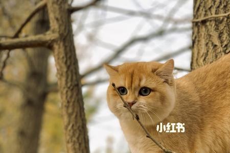 什么野生动物爱吃银杏