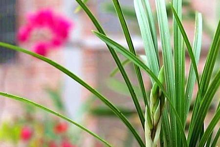 兰花樱花好养吗