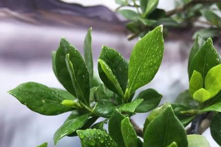 榄叶栀子花养护