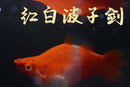 鱼腹剑典故