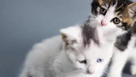 猫找人一直在叫怎么办