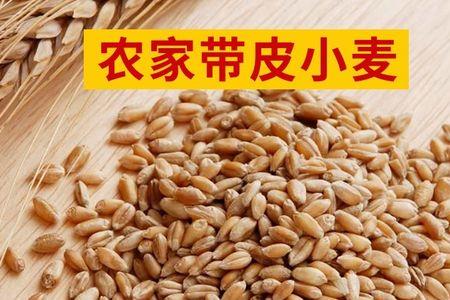 生麦芽为什么带壳的