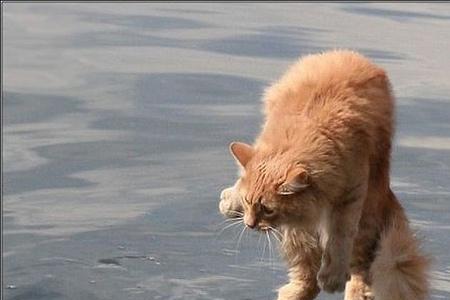 蓝猫会游泳吗