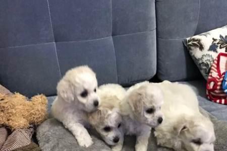 比熊在窝里尿是疯了吗