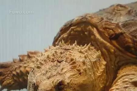 现在种乌鬼笋好吗