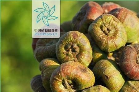 大叶榕果有毒吗