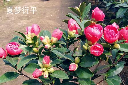 茶花为什么是一年四季都开花