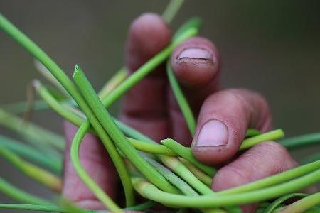 蒜苔吉祥寓意