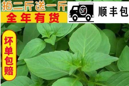 荆芥耐旱不