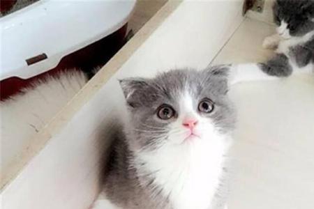 太原有什么卖猫的地方