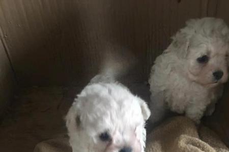 3个月比熊耳朵一个翘一个不翘
