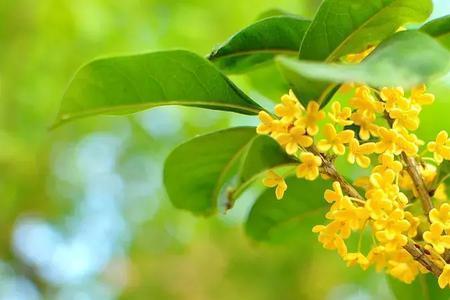 桂花香的意思