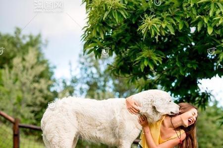 三个犬拆分能变成几个字