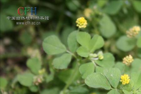 形容苜蓿菜好吃的诗句