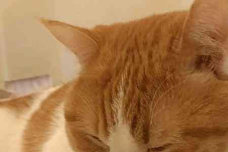 猫吃瓜子皮会不会有危害