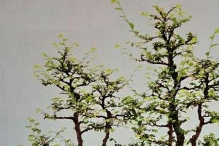 7棵丛林盆景如何布局