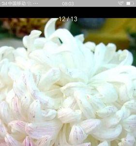 给死去亲人献花好吗