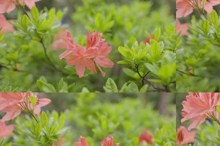 勒杜鹃花和杜鹃花有什么区别