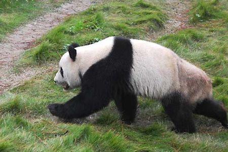 大熊猫是由什么进化而来的