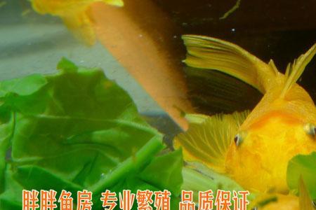 黄金胡子除藻效果好吗