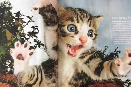 猫能看懂人在干什么吗