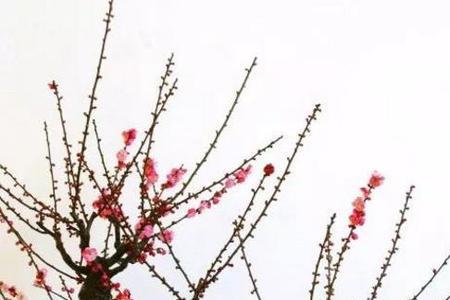 犹如枯木逢春什么意思