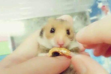 金丝熊害怕什么仓鼠