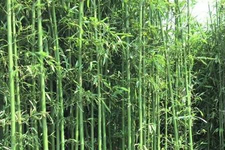 又细又长的竹子是什么品种