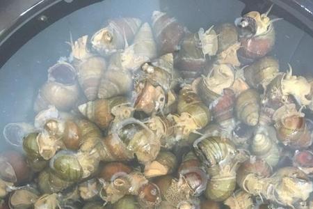 炒田螺肉丝的最正宗做法求回答
