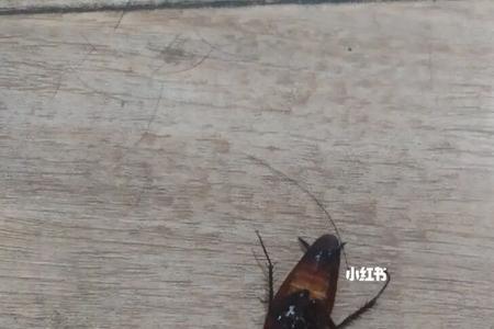 鸟吃蟑螂吗