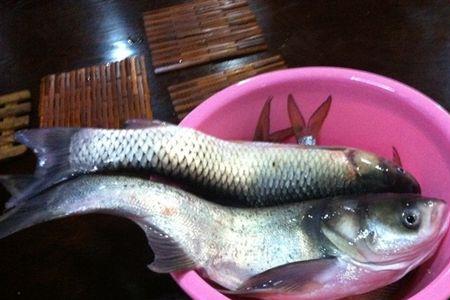 沙湾鱼怎么钓