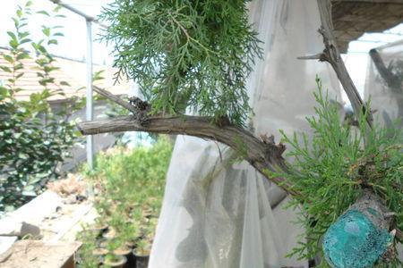 崖柏生桩的栽培