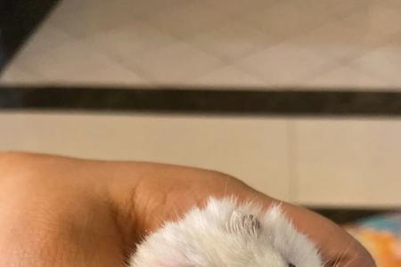 仓鼠浑身冰冷睁不开眼睛