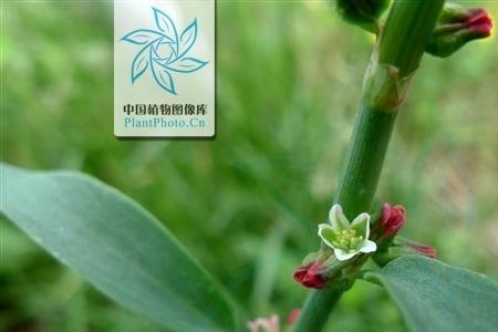 结蓄的意思